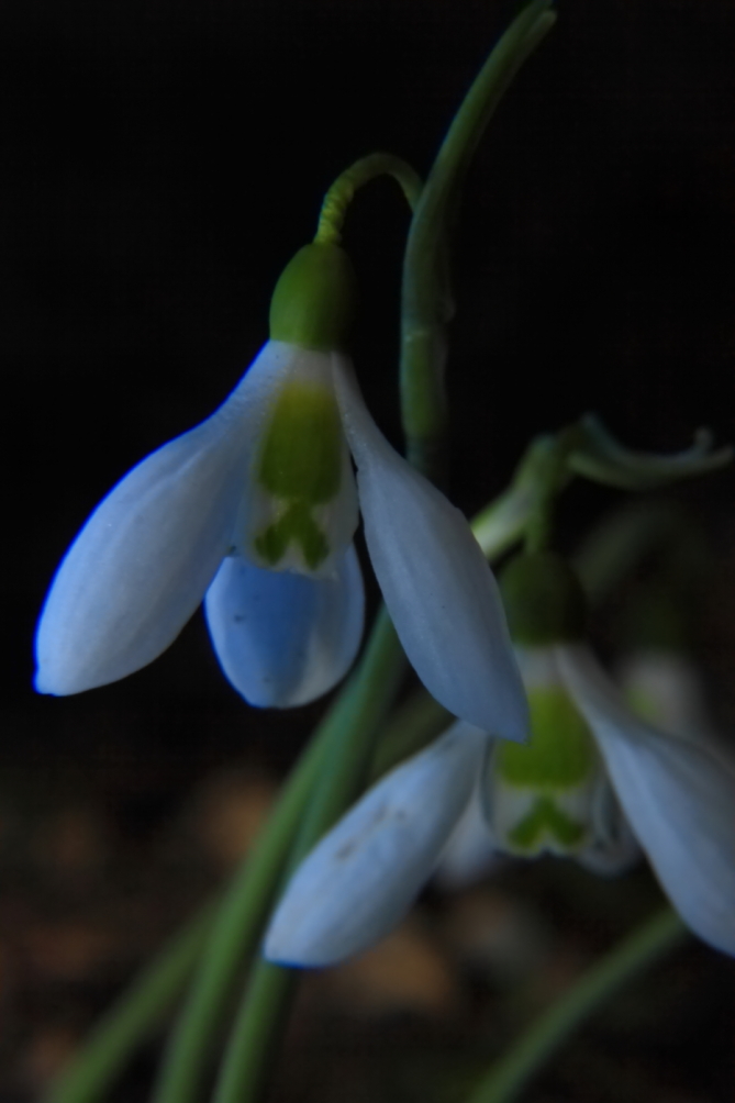 2011 03 12 IMG 24270e